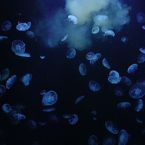 Moon jelly (Aurelia aurita)