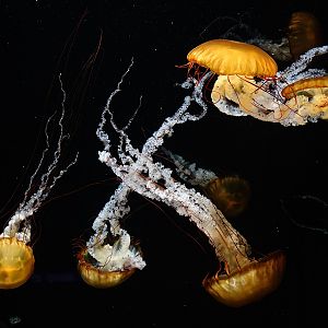 Pacific sea nettle (Chrysaora fuscescens)