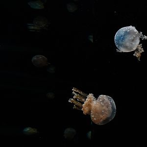White-spotted Sea Jelly (Mastigias papua)