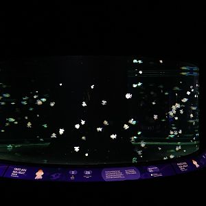 Ocean Wonders: Fried egg jelly tank