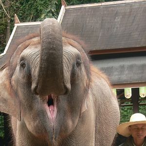 Asian Elephant 2025/11/26-1