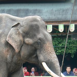 Asian Elephant 2025/11/26-3