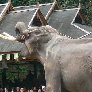 Asian Elephant 2025/11/26-4
