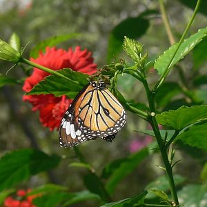 Danaus genutia 2025/11/26-4