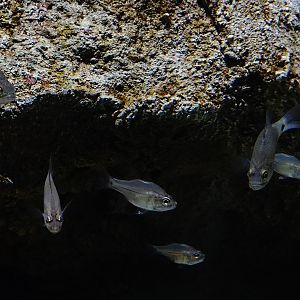Fibramia lateralis? Sentosa Oceanarium