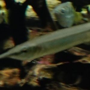 Halfbeak/Needlefish ID? (Sentosa Oceanarium)