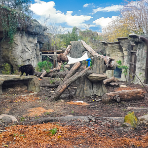 Nov. 2025 - NEW! Bear Ridge - Upper Viewing (With Bears on Exhibit)