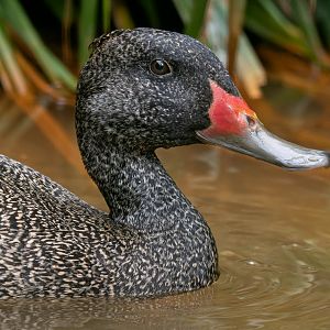 Freckled duck (Stictonetta naevosa)