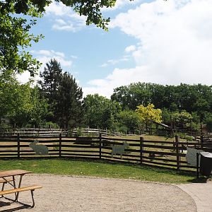 Petting zoo - Pygmy goat paddock, 2025-05-22