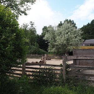 Petting zoo - Pony paddock, 2025-05-22