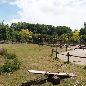 Petting zoo - Pygmy goat paddock, 2025-05-22
