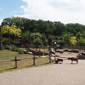 Petting zoo - Climbing structure in the pygmy goat paddock, 2025-05-22
