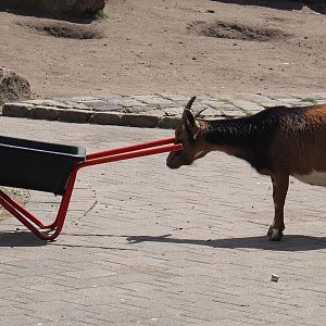 Pygmy goat (Capra hircus) and pygmy wheelbarrow, 2025-05-22