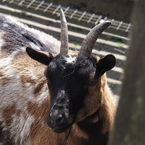 Pygmy goat (Capra hircus), 2025-05-22