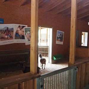 Petting zoo barn - Pygmy goat stable, 2025-05-22