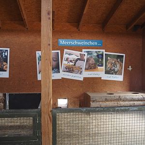 Petting zoo barn - Guinea pig indoor pen, 2025-05-22
