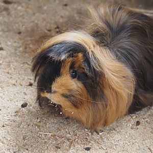 Domestic guinea pig (Cavia porcus), 2025-05-22