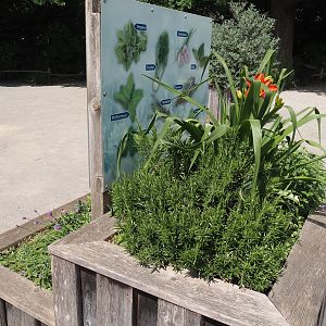 Planter with herbs and vegetables, 2025-05-22