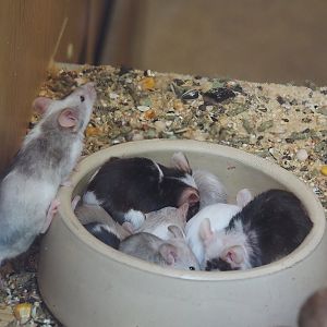 Domestic fancy mice (Mus musculus domesticus), 2025-05-22