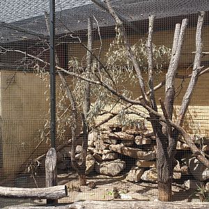 Degu exhibit, 2025-05-22