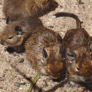 Degus (Octodon degus), 2025-05-22