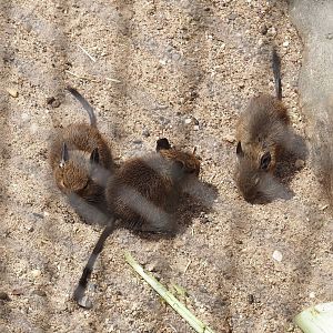 Degu pups (Octodon degus), 2025-05-22