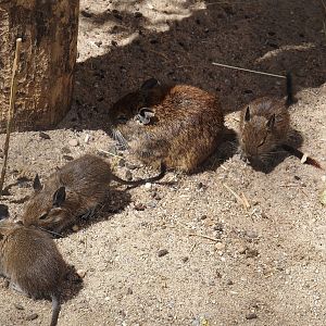 Degu with pups (Octodon degus), 2025-05-22