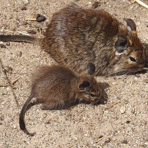 Degu with pup (Octodon degus), 2025-05-22