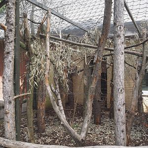 North American red squirrel exhibit, 2025-05-22