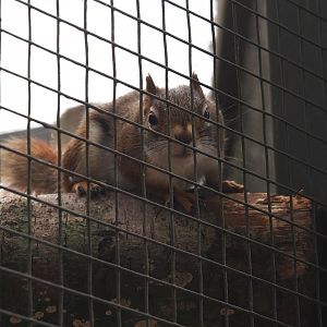 North American red squirrel (Tamiasciurus hudsonicus), 2025-05-22