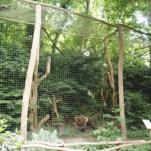 Eurasian eagle owl aviary, 2025-05-22