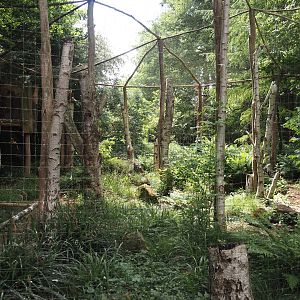 Snowy owl aviary, 2025-05-22
