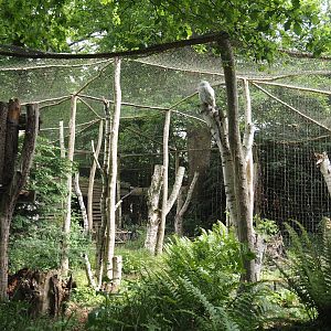 Snowy owl aviary, 2025-05-22