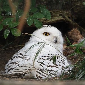 Snowy owl (Bubo scandiacus), 2025-05-22