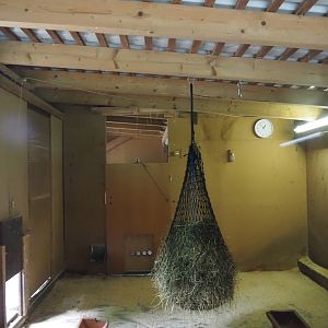 Red-necked wallaby indoor exhibit, 2025-05-22