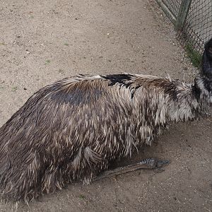 Emu (Dromaius novaehollandiae), 2025-05-22