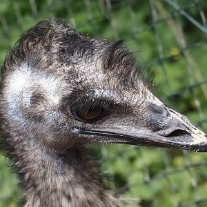 Emu (Dromaius novaehollandiae), 2025-05-22