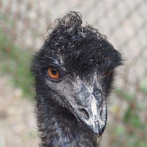 Emu (Dromaius novaehollandiae), 2025-05-22