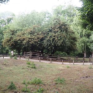 Emu and Red-necked wallaby walk-through exhibit, 2025-05-22