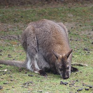 Red-necked wallaby (Notamacropus rufogriseus), 2025-05-22