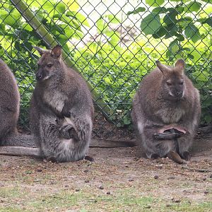 Red-necked wallabies with joeys (Notamacropus rufogriseus), 2025-05-22