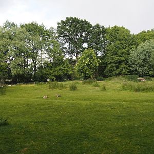 Llama and Patagonian mara walk-through exhibit, 2025-05-22
