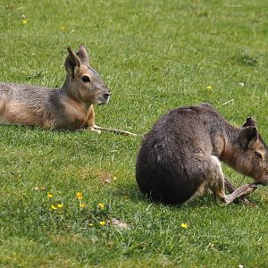 Patagonian maras (Dolichotis patagonum), 2025-05-22