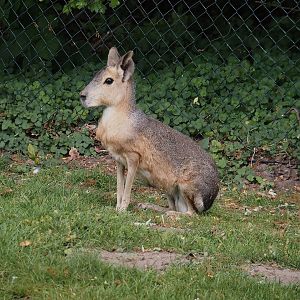 Patagonian mara (Dolichotis patagonum), 2025-05-22