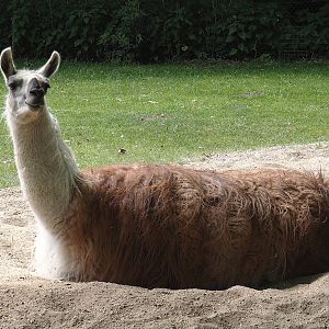 Llama (Lama glama), 2025-05-22