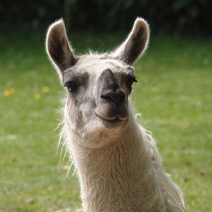 Llama (Lama glama), 2025-05-22