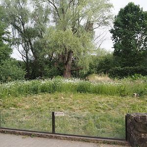 Former prairie dog exhibit, now wildlife and pollinator garden, 2025-05-22