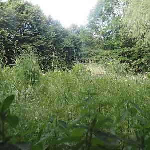 Former prairie dog exhibit, now wildlife and pollinator garden, 2025-05-22