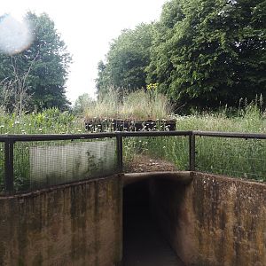 Little pop-up dome in the former prairie dog exhibit, now wildlife and pollinator garden, 2025-05-22