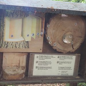 Wald-Erlebnispfad, forest education and experience trail - Tree anatomy signage, 2025-05-22